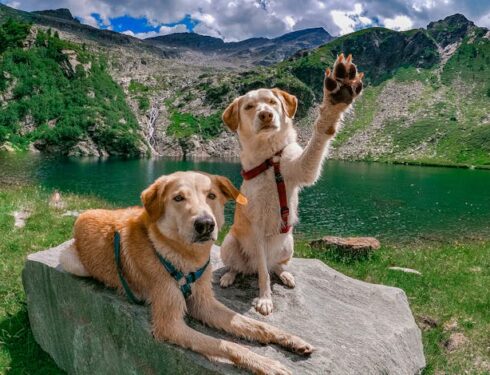 dogs hiking