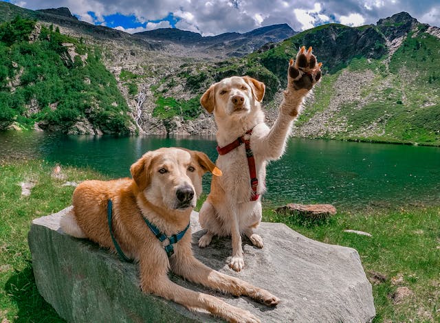 Exploring the Great Outdoors: Tips for Hiking Safely with Your Furry Friend